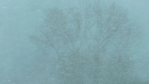 Snowstorm with a tree in the background Stock Footage 117425516