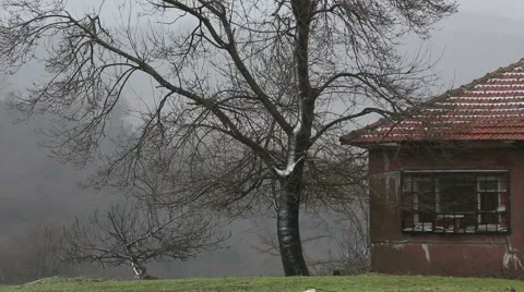 Snowstorm , trees and a cottage . Stock Footage 55204720