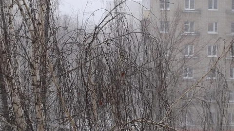 Snowstorm window view. Bad weather. Video stock 101790799