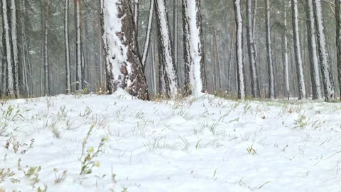 Snowstorm in the winter forest. Camera movement from bottom to top Stock Footage 141979536