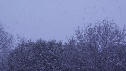 Snowstorm in Winter Forest with Falling Snow Stock Footage 306163849