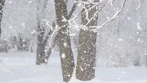 A snowstorm in the winter forest. Stock Footage 86200984