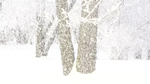 Snowstorm in the winter forest. Heavy snowfall in the city park. Stock Footage 146534945