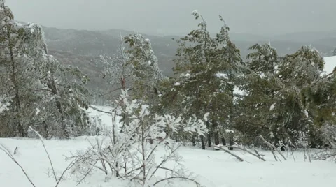 Snowstorm In The Woods Video stock 52753982