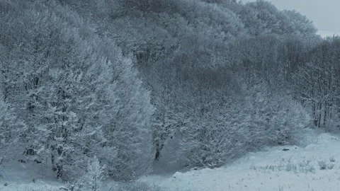 Snowstorm in Woods Locked Down Stock Footage 147333951