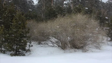 Snowstorm in the woods in winter Stock Footage 87823746