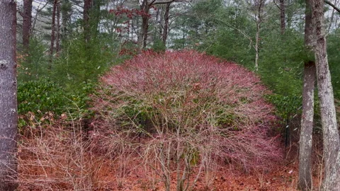 SnowStormPond52 库存影片 147410926