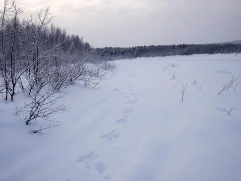 Snowtracks Stock Photos