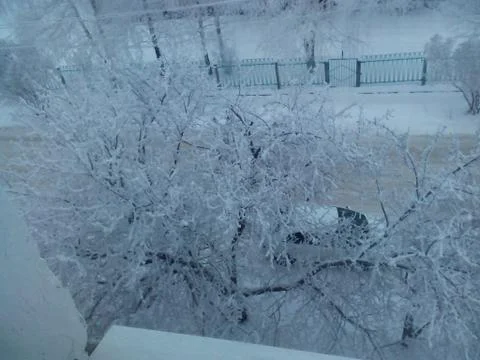 Snowtree Stock Photos