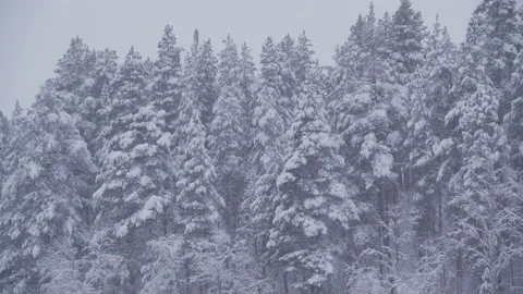 Snowtrees Stock Footage 141605112