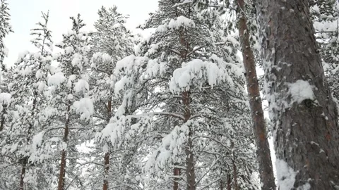 Snowtreetops Stock Footage 153767804