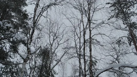 Snowtreetops staic Stock Footage 161251828