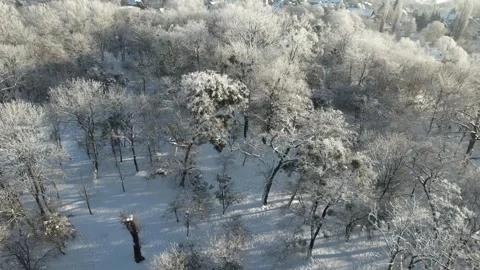 A snowy aerial perspective capturing the trees adored with snow on a sunny day. Stock Footage 280550119