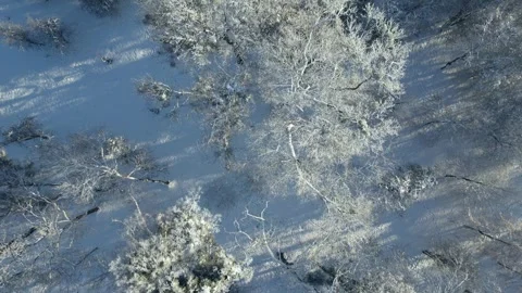 A snowy aerial perspective capturing the trees adored with snow on a sunny day. Stock Footage 280550131