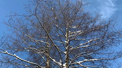 Snowy alder tree top. blue sky 스톡 동영상 146848895