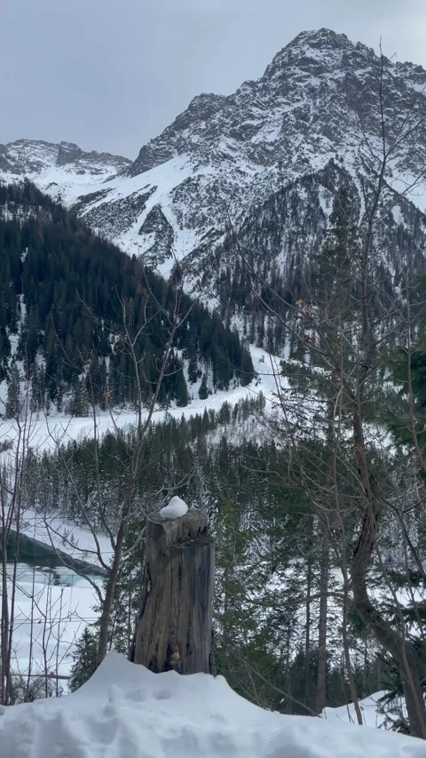 Snowy alpine peaks with pine trees and frozen lake. Stock Footage 330585223