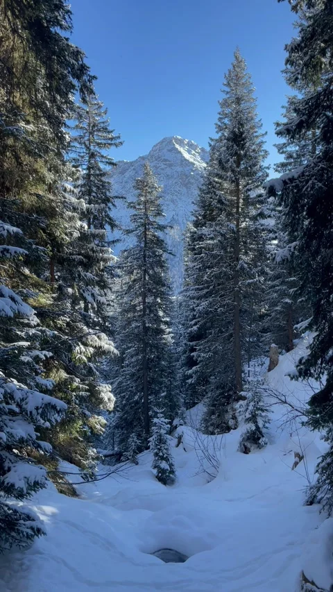 Snowy alpine peaks with pine trees in Switzerland Stock Footage 330585343