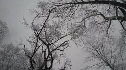 Snowy and Icy Tree Stockbeeldmateriaal 34653112