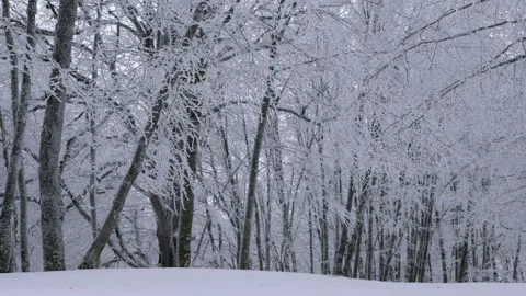 Snowy and white tree branches in forest in winter 스톡 동영상 169565358