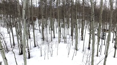 Snowy Aspens Video stock 82212885