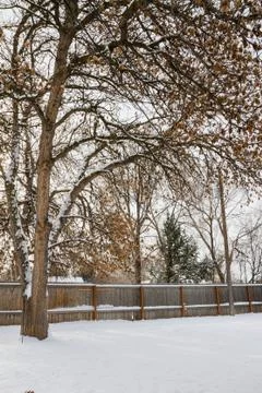 Snowy back yard Stock Photos