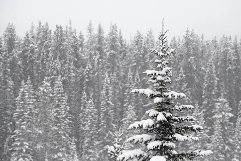 Snowy background with forest. Stock Photos