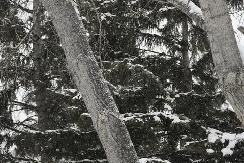 Snowy background with forest. Stock Photos