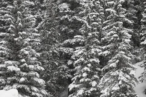 Snowy background with forest. Stock Photos