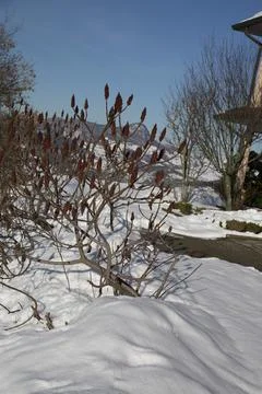 A snowy backyard scene featuring a leafless tree, with sunlight enhancing t.. Stock Photos