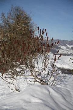 A snowy backyard scene featuring a leafless tree, with sunlight enhancing t.. Stock Photos