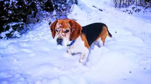 Snowy beagle Foto stock