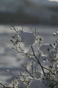 Snowy Berry Stock Photos