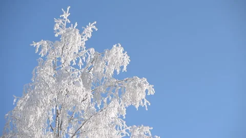 Snowy birch tree canopy against clear blue sky, cold winter day. Stock Footage 148397296