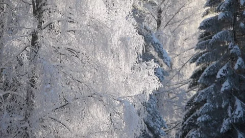 Snowy birch tree in winter forest, cold sunny day. Stock Footage 148397314