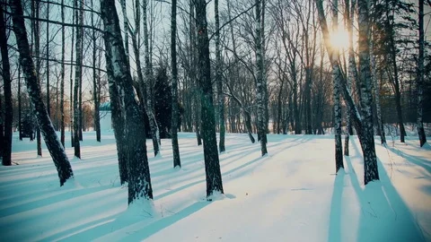Snowy Birch Trees in the Winter Forest Stock-Footage 72495712