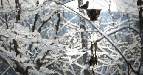 Snowy Bird with Silver Cup Stock Footage 123676465