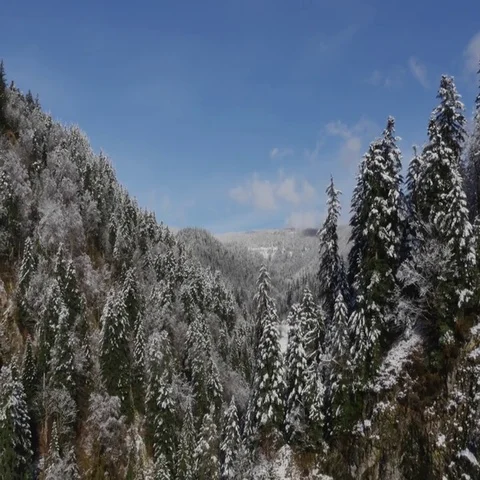 Snowy Black Forest National Park. Stock Footage