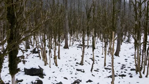 Snowy Boxwood Forest Vídeo Stock 334813681