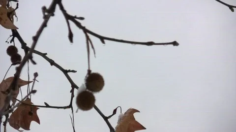 Snowy Branch 01 库存影片 725727