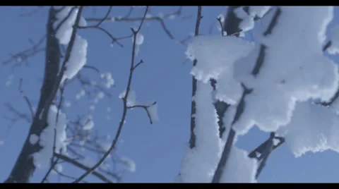 Snowy Branch 2 - RED Epic Stock Footage 32238114