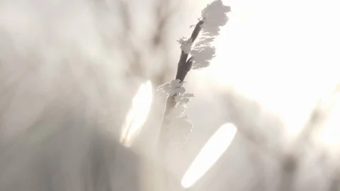 Snowy branch in backlit - close up 库存影片 104598173