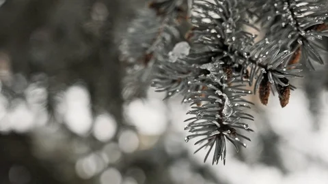 A snowy branch of the blue spruce. A close-up. Stock Footage