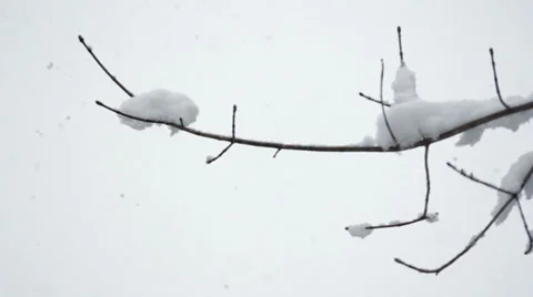 Snowy Branch Stock Footage 35825872