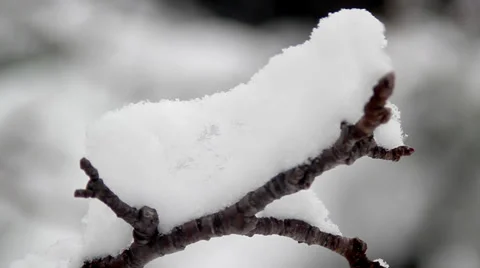 Snowy branch. Video stock 37186056