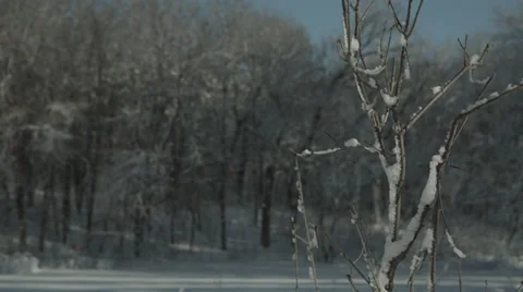 Snowy branch with trees in background Stock Footage 35510349