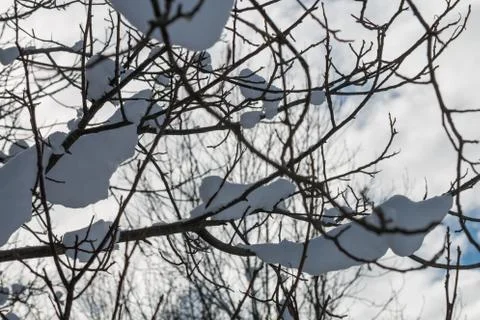 Snowy branches background Stock Photos