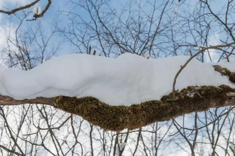 Snowy branches background Stock Photos