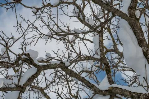Snowy branches background Stock Photos