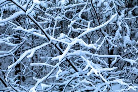 Snowy Branches Background Stock Photos