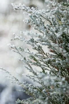 Snowy branches background Stock Photos